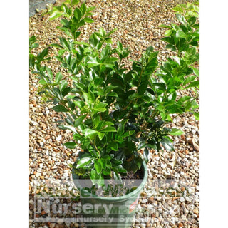 Murraya Paniculata (Orange Jasmine) 200Mm Pot Plants