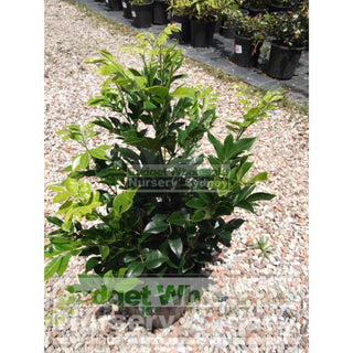 Murraya Paniculata (Orange Jasmine) 200Mm Pot Plants