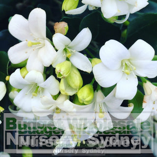 Murraya Paniculata (Orange Jasmine) Large 250Mm Pot Plants