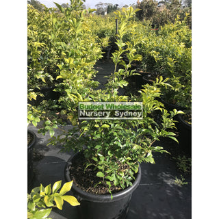 Murraya Paniculata (Orange Jasmine) Large 250Mm Pot Plants