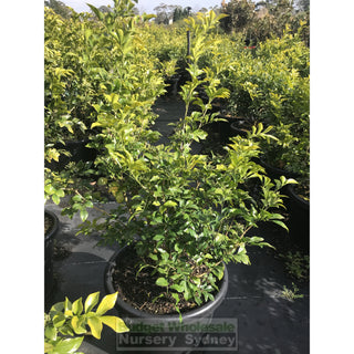 Murraya Paniculata (Orange Jasmine) Large 250Mm Pot Plants