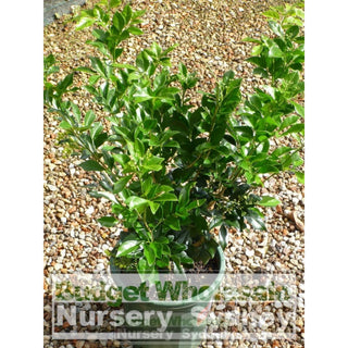 Murraya Paniculata (Orange Jasmine) Large 250Mm Pot Plants