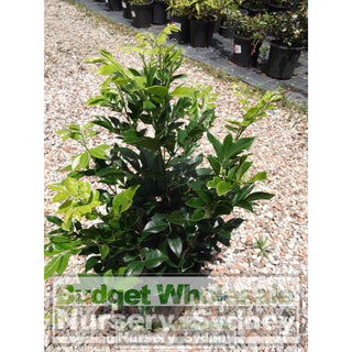 Murraya Paniculata (Orange Jasmine) Large 250Mm Pot Plants