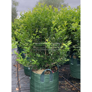 Murraya Paniculata Super Advanced Orange Jasmine) 150L Bag Pot Plants