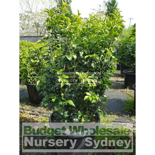 Murraya Paniculata Super Large (Orange Jasmine) 500Mm Pot Plants