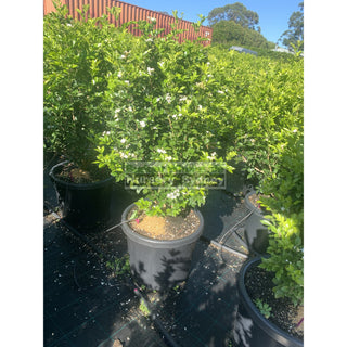 Murraya Paniculata Super Large (Orange Jasmine) 500Mm Pot Plants