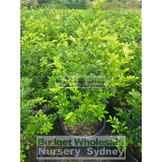 Murraya Paniculata Super Large (Orange Jasmine) 500Mm Pot Plants