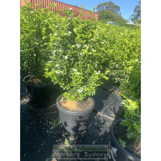 Murraya Paniculata Super Large (Orange Jasmine) 500Mm Pot Plants