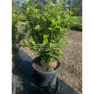 Murraya Paniculata Super Large (Orange Jasmine) 500Mm Pot Plants