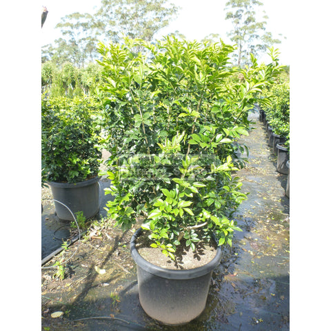 Murraya Paniculata SUPER Large (Orange Jasmine) 500mm Pot