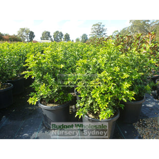 Murraya Paniculata Super Large (Orange Jasmine) 500Mm Pot Plants