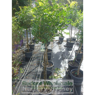 Murraya Paniculata Topiary Lollipop Plant 250Mm Pots Default Type