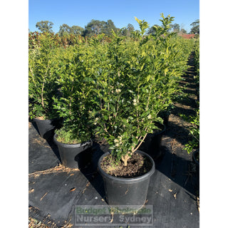 Murraya Paniculata Xxl 400Mm Pot / 45L Bag Plants