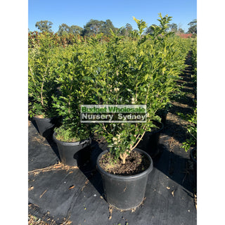 Murraya Paniculata Xxl 400Mm Pot / 45L Bag Plants
