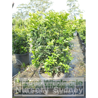 Murraya Paniculata Xxl 400Mm Pot / 45L Bag Plants