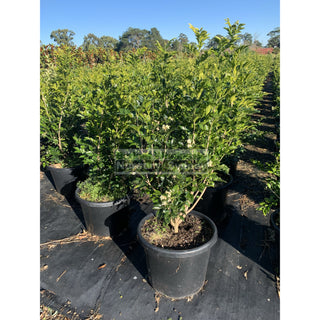 Murraya Paniculata Xxl 400Mm Pot / 45L Bag Plants