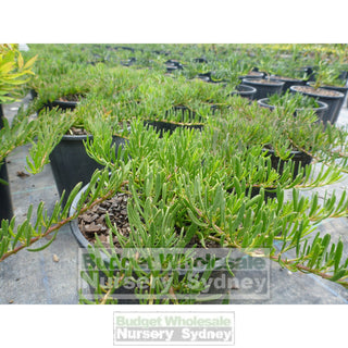 Myoporum Parvifolium 140Mm Pot Plants