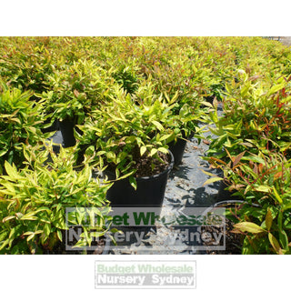 Nandina Domestica Nana 140Mm Pot Plants