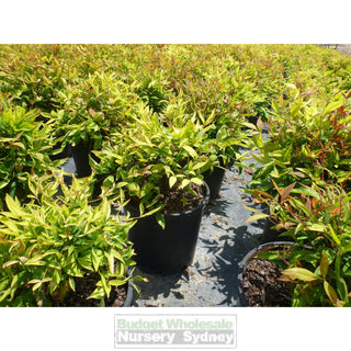 Nandina Domestica Nana 200Mm Pot Plants