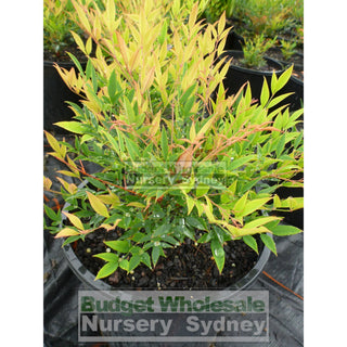Nandina Moonbay 200Mm Pots Gift Card