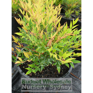 Nandina Moonbay 200Mm Pots Gift Card