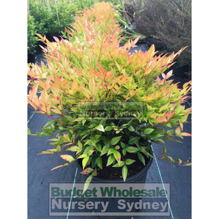 Nandina Moonbay 200Mm Pots Gift Card