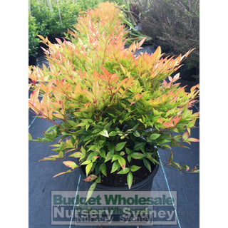 Nandina Moonbay 200Mm Pots Gift Card