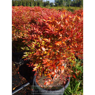 Nandina Moonbay Large 300Mm Pots Gift Card