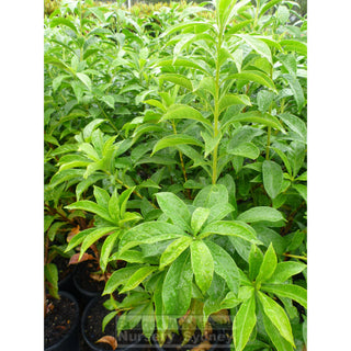 Native Frangipani 200Mm Pot Tree Hymenosporum Flavum. Fragrant Flowers Plants