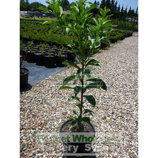 Native Frangipani Tree Large 300Mm Pot Hymenosporum Flavum. Fragrant Flowers Plants