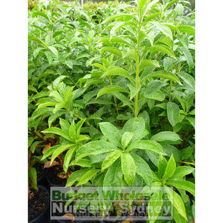 Native Frangipani Tree Large 300Mm Pot Hymenosporum Flavum. Fragrant Flowers Plants