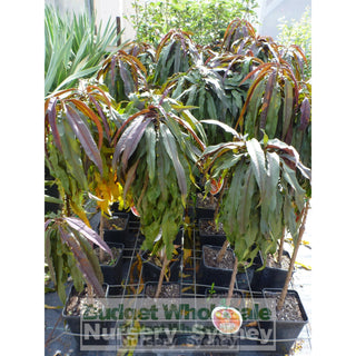 Nectarine Sunset Super Dwarf 4Ltr Default Type