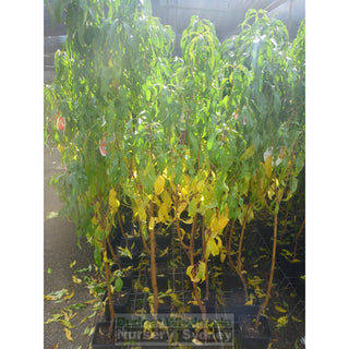 Nectarine Tree Dwarf Tuscany 4Ltr Default Type