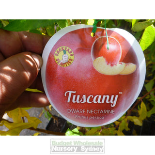 Nectarine Tree Dwarf Tuscany 4Ltr Default Type