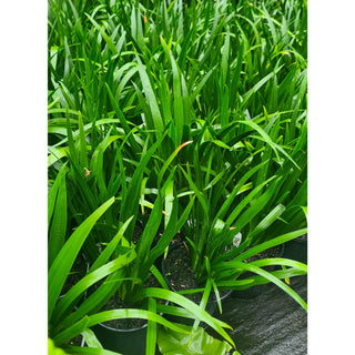 Neomarica Gracilis 200Mm (Brazilian Walking Iris) Default Type