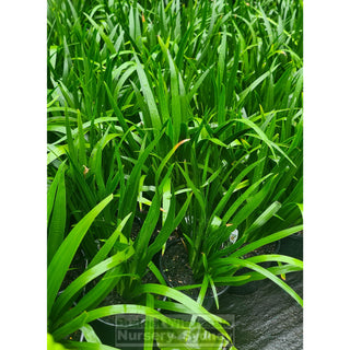 Neomarica Gracilis 200Mm (Brazilian Walking Iris) Default Type
