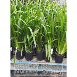 Neomarica Gracilis (Brazilian Walking Iris) 140Mm Default Type