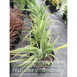 New Zealand Flax Dwarf Green 200Mm Pot. Plants