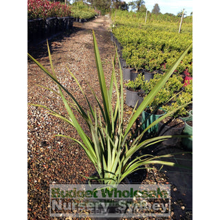 New Zealand Flax Green 200Mm Pot. Phormium Tennax Plants