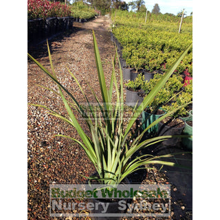 New Zealand Flax Green 200Mm Pot. Phormium Tennax Plants