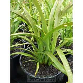 New Zealand Flax Green 200Mm Pot. Phormium Tennax Plants