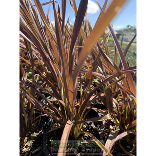 New Zealand Flax Purple 140Mm Pot. Phormium Tennax Purpurea Full Sun Or Part Shade. Drought Tolerant