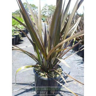 New Zealand Flax Purple 140Mm Pot. Phormium Tennax Purpurea Full Sun Or Part Shade. Drought Tolerant