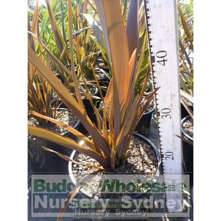 New Zealand Flax Purple 140Mm Pot. Phormium Tennax Purpurea Full Sun Or Part Shade. Drought Tolerant