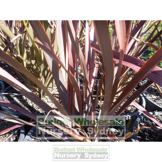 New Zealand Flax Purple 200Mm Pot. Phormium Tennax Purpurea Full Sun Or Part Shade. Drought Tolerant