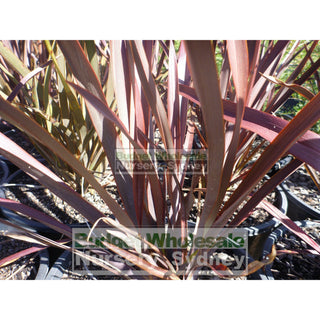 New Zealand Flax Purple 200Mm Pot. Phormium Tennax Purpurea Full Sun Or Part Shade. Drought Tolerant