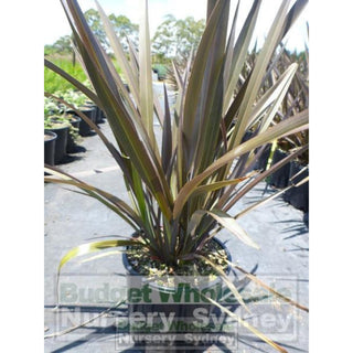 New Zealand Flax Purple 200Mm Pot. Phormium Tennax Purpurea Full Sun Or Part Shade. Drought Tolerant