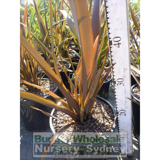 New Zealand Flax Purple 200Mm Pot. Phormium Tennax Purpurea Full Sun Or Part Shade. Drought Tolerant