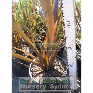 New Zealand Flax Purple 200Mm Pot. Phormium Tennax Purpurea Full Sun Or Part Shade. Drought Tolerant
