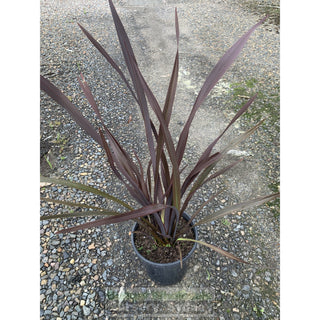 New Zealand Flax Purple 200Mm Pot. Phormium Tennax Purpurea Full Sun Or Part Shade. Drought Tolerant